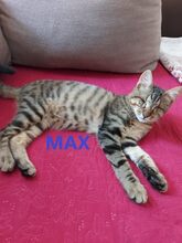 MAX, Katze, Europäisch Kurzhaar in Essen - Bild 1