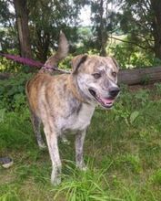 DODO, Hund, Mischlingshund in Slowakische Republik - Bild 4