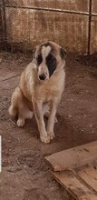 ARIEL, Hund, Mischlingshund in Bulgarien - Bild 1
