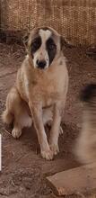 ARIEL, Hund, Mischlingshund in Bulgarien - Bild 2