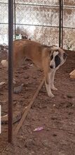 ARIEL, Hund, Mischlingshund in Bulgarien - Bild 3
