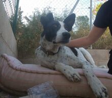 BILL, Hund, Mischlingshund in Spanien - Bild 14