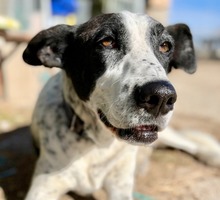 BILL, Hund, Mischlingshund in Spanien - Bild 15