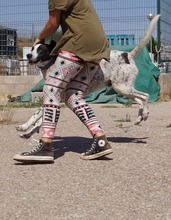 BILL, Hund, Mischlingshund in Spanien - Bild 18