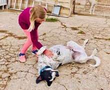 BILL, Hund, Mischlingshund in Spanien - Bild 21