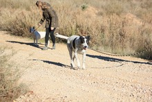 BILL, Hund, Mischlingshund in Spanien - Bild 23