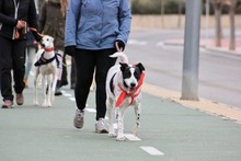 BILL, Hund, Mischlingshund in Spanien - Bild 24