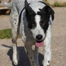 BILL, Hund, Mischlingshund in Spanien - Bild 26