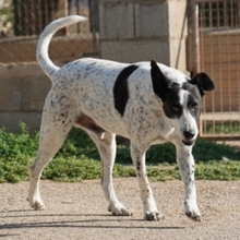 BILL, Hund, Mischlingshund in Spanien - Bild 28
