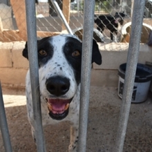BILL, Hund, Mischlingshund in Spanien - Bild 31