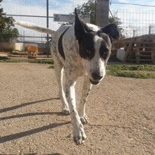 BILL, Hund, Mischlingshund in Spanien - Bild 33