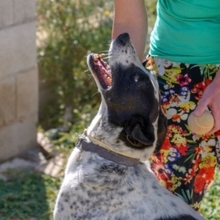 BILL, Hund, Mischlingshund in Spanien - Bild 34
