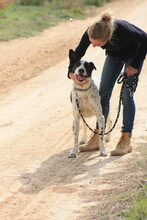 BILL, Hund, Mischlingshund in Spanien - Bild 38
