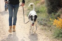 BILL, Hund, Mischlingshund in Spanien - Bild 39