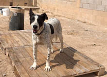 BILL, Hund, Mischlingshund in Spanien - Bild 41