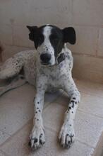 BILL, Hund, Mischlingshund in Spanien - Bild 42