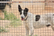 BILL, Hund, Mischlingshund in Spanien - Bild 44