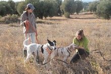 BILL, Hund, Mischlingshund in Spanien - Bild 8