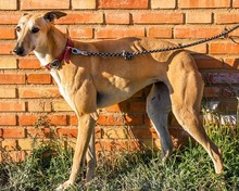 VARA, Hund, Galgo Español in Lebach - Bild 4