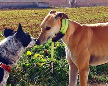 VARA, Hund, Galgo Español in Lebach - Bild 5