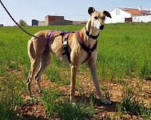 VARA, Hund, Galgo Español in Lebach - Bild 6