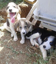 HANSEL, Hund, Herdenschutzhund-Mix in Griechenland - Bild 12