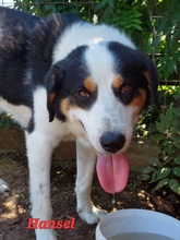 HANSEL, Hund, Mischlingshund in Griechenland - Bild 1