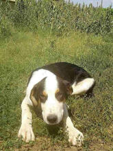 HANSEL, Hund, Mischlingshund in Griechenland - Bild 14