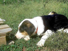 HANSEL, Hund, Mischlingshund in Griechenland - Bild 16