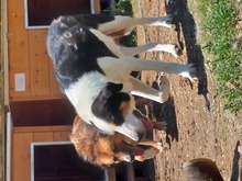 HANSEL, Hund, Mischlingshund in Griechenland - Bild 17
