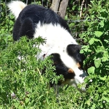 HANSEL, Hund, Mischlingshund in Griechenland - Bild 21