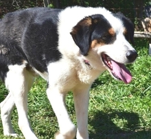 HANSEL, Hund, Mischlingshund in Griechenland - Bild 23