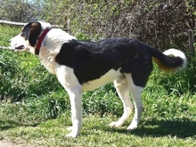HANSEL, Hund, Mischlingshund in Griechenland - Bild 28