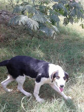 HANSEL, Hund, Mischlingshund in Griechenland - Bild 4