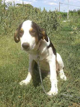 HANSEL, Hund, Mischlingshund in Griechenland - Bild 8