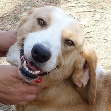 MARC, Hund, Mischlingshund in Griechenland - Bild 1