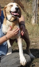 MARC, Hund, Mischlingshund in Griechenland - Bild 10