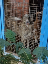 MARC, Hund, Mischlingshund in Griechenland - Bild 12