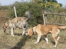 MARC, Hund, Mischlingshund in Griechenland - Bild 14