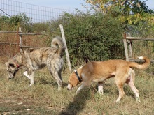 MARC, Hund, Mischlingshund in Griechenland - Bild 15