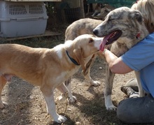 MARC, Hund, Mischlingshund in Griechenland - Bild 17