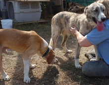 MARC, Hund, Mischlingshund in Griechenland - Bild 18