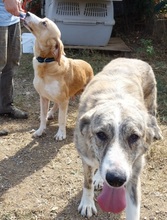 MARC, Hund, Mischlingshund in Griechenland - Bild 19