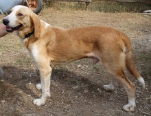 MARC, Hund, Mischlingshund in Griechenland - Bild 2