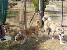 MARC, Hund, Mischlingshund in Griechenland - Bild 20