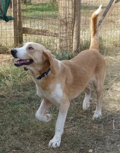 MARC, Hund, Mischlingshund in Griechenland - Bild 3