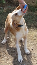 MARC, Hund, Mischlingshund in Griechenland - Bild 4