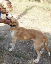MARC, Hund, Mischlingshund in Griechenland - Bild 5