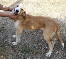 MARC, Hund, Mischlingshund in Griechenland - Bild 6