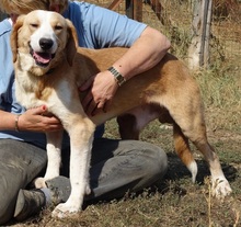 MARC, Hund, Mischlingshund in Griechenland - Bild 8